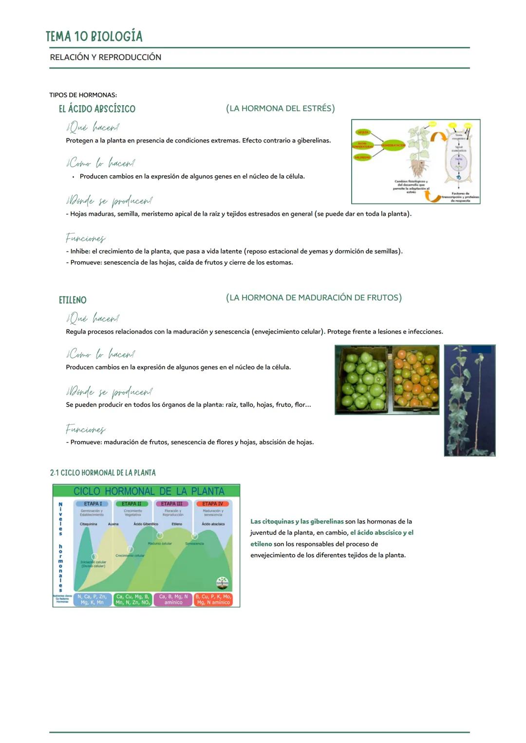 # TEMA 9 BIOLOGÍA
NUTRICIÓN EN LAS PLANTAS
funciones vitales de las plantas
nutrición
relación
reproducción
1) LA FUNCIÓN DE NUTRICIÓN EN LA