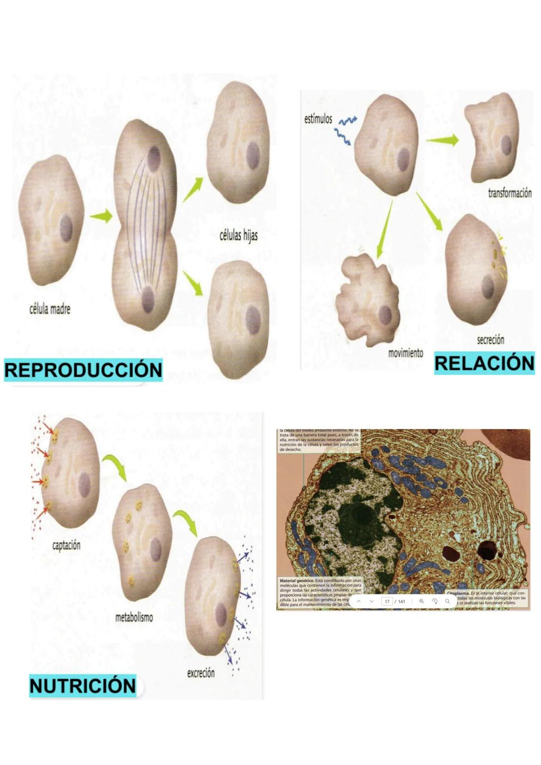# LA BASE DE LA VIDA
La parte más pequeña de un organismo vivo, que conserva las funciones vitales, es la célula. Todos los seres vivos est