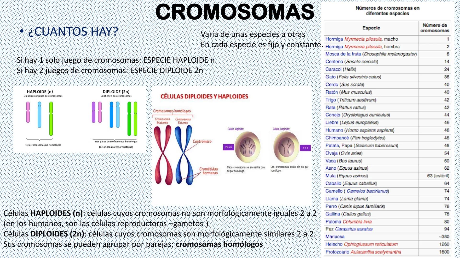 --- OCR Start ---
Reproducción celular
"Lo importante es no tener arrugas en el cerebro."
MARGARITA SALAS
ByG 4<sup>o</sup> ESO
Maria L. San