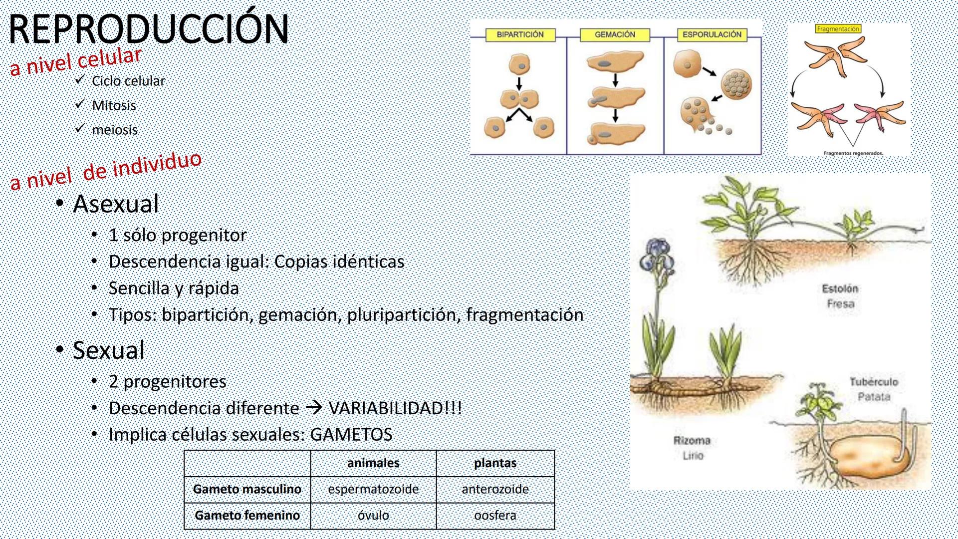 --- OCR Start ---
Reproducción celular
"Lo importante es no tener arrugas en el cerebro."
MARGARITA SALAS
ByG 4<sup>o</sup> ESO
Maria L. San