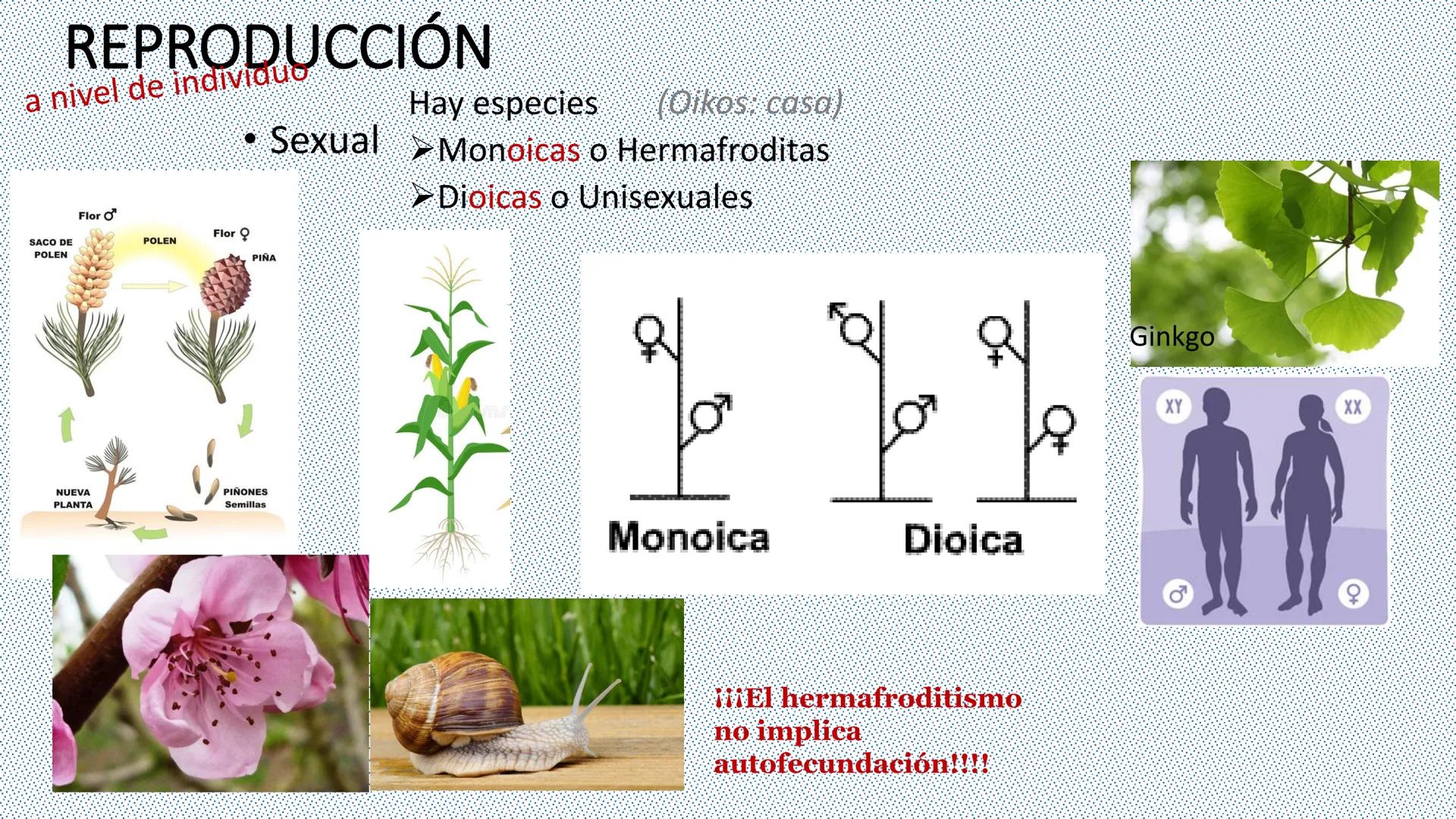--- OCR Start ---
Reproducción celular
"Lo importante es no tener arrugas en el cerebro."
MARGARITA SALAS
ByG 4<sup>o</sup> ESO
Maria L. San