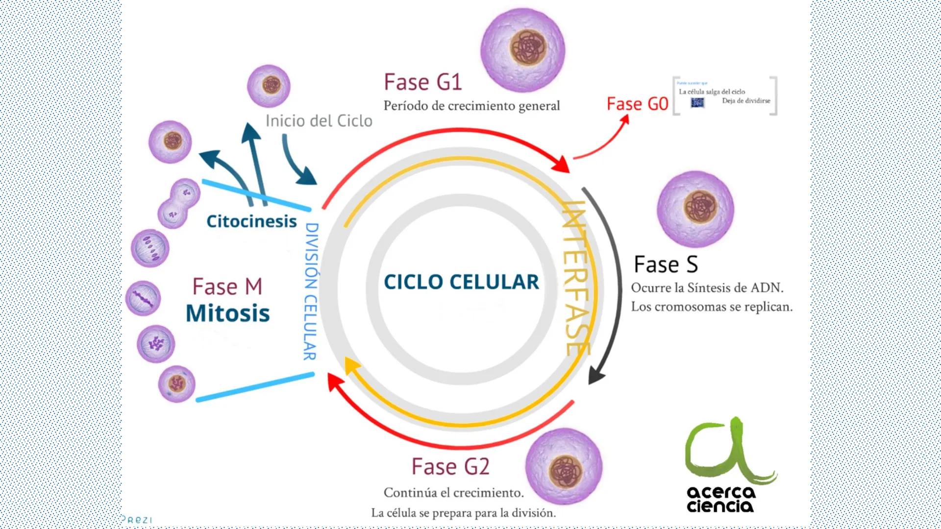 --- OCR Start ---
Reproducción celular
"Lo importante es no tener arrugas en el cerebro."
MARGARITA SALAS
ByG 4<sup>o</sup> ESO
Maria L. San