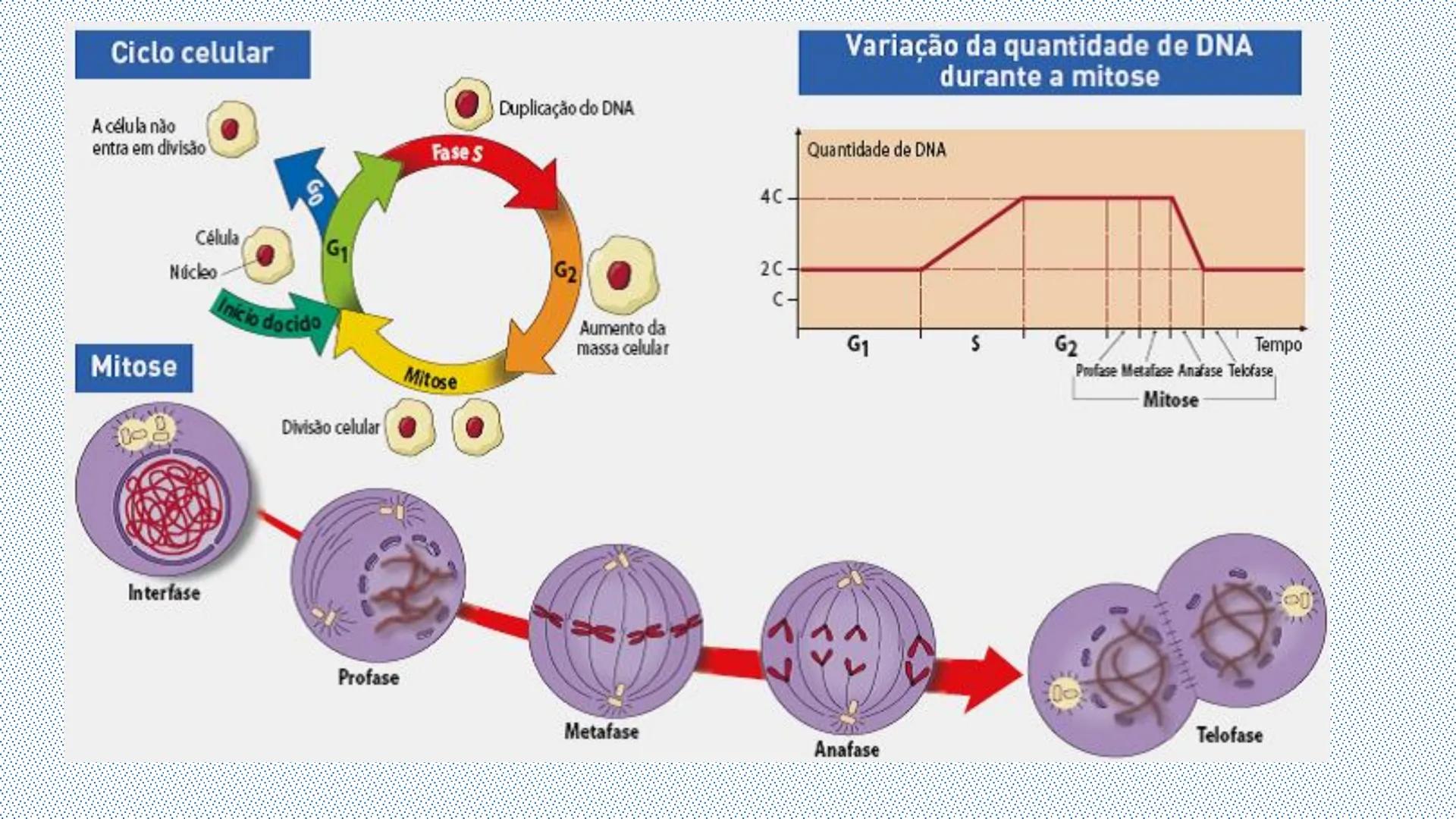 --- OCR Start ---
Reproducción celular
"Lo importante es no tener arrugas en el cerebro."
MARGARITA SALAS
ByG 4<sup>o</sup> ESO
Maria L. San