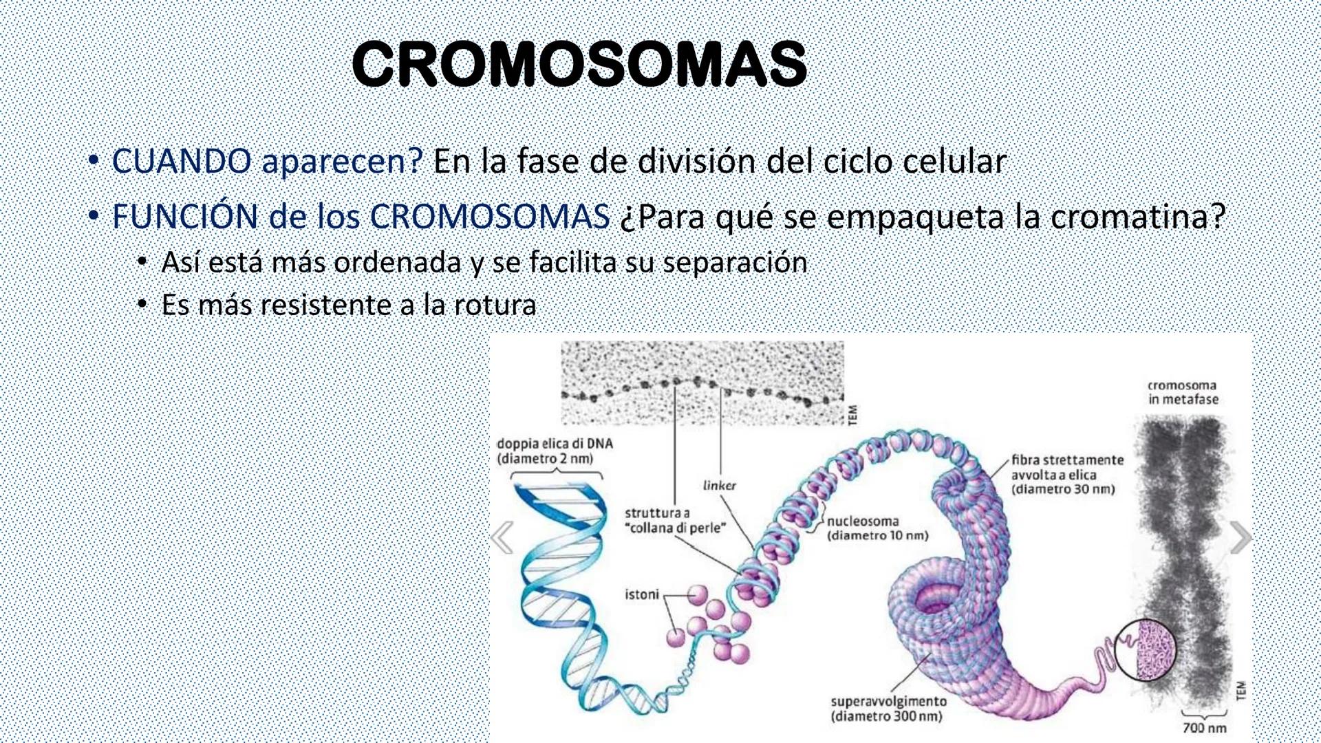 --- OCR Start ---
Reproducción celular
"Lo importante es no tener arrugas en el cerebro."
MARGARITA SALAS
ByG 4<sup>o</sup> ESO
Maria L. San