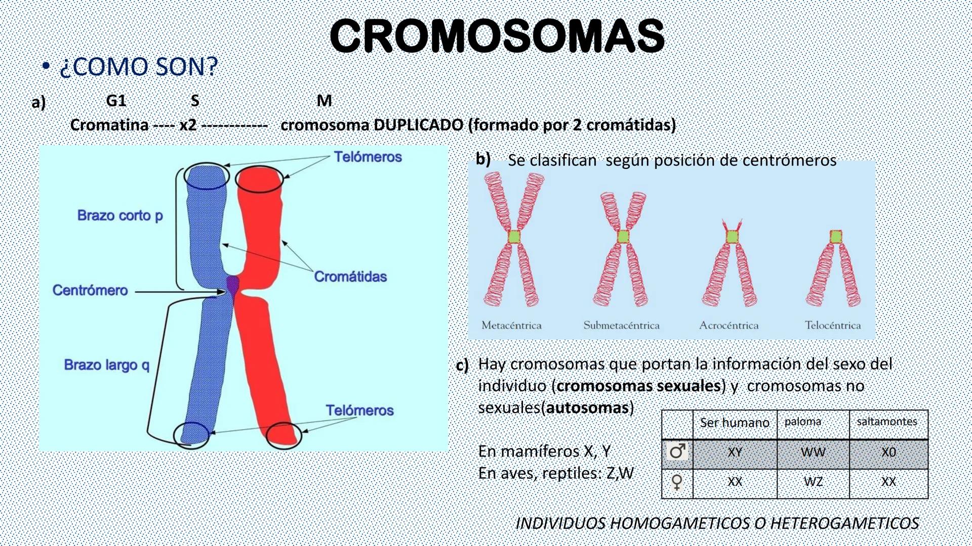 --- OCR Start ---
Reproducción celular
"Lo importante es no tener arrugas en el cerebro."
MARGARITA SALAS
ByG 4<sup>o</sup> ESO
Maria L. San