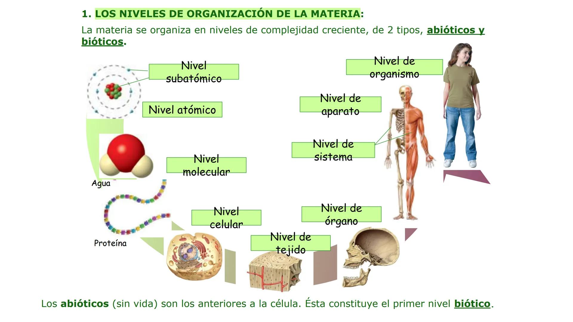 # LA CÉLULA
1. NIVELES DE ORGANIZACIÓN.
2.LA TEORÍA CELULAR Y LOS TIPOS DE ORGANIZACIÓN CELULAR
A/ CÉLULA PROCARIOTA
B/ CÉLULA EUCARIOTA
3.