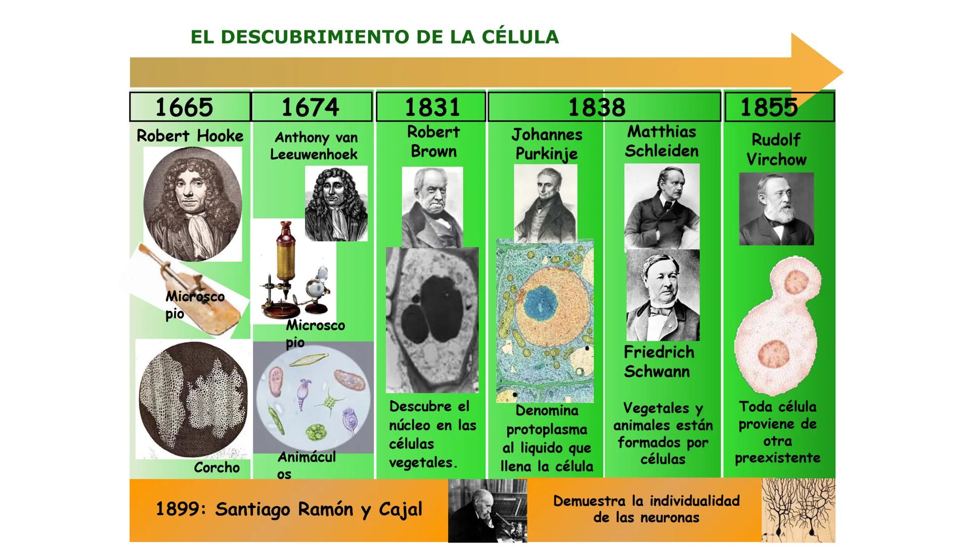# LA CÉLULA
1. NIVELES DE ORGANIZACIÓN.
2.LA TEORÍA CELULAR Y LOS TIPOS DE ORGANIZACIÓN CELULAR
A/ CÉLULA PROCARIOTA
B/ CÉLULA EUCARIOTA
3.