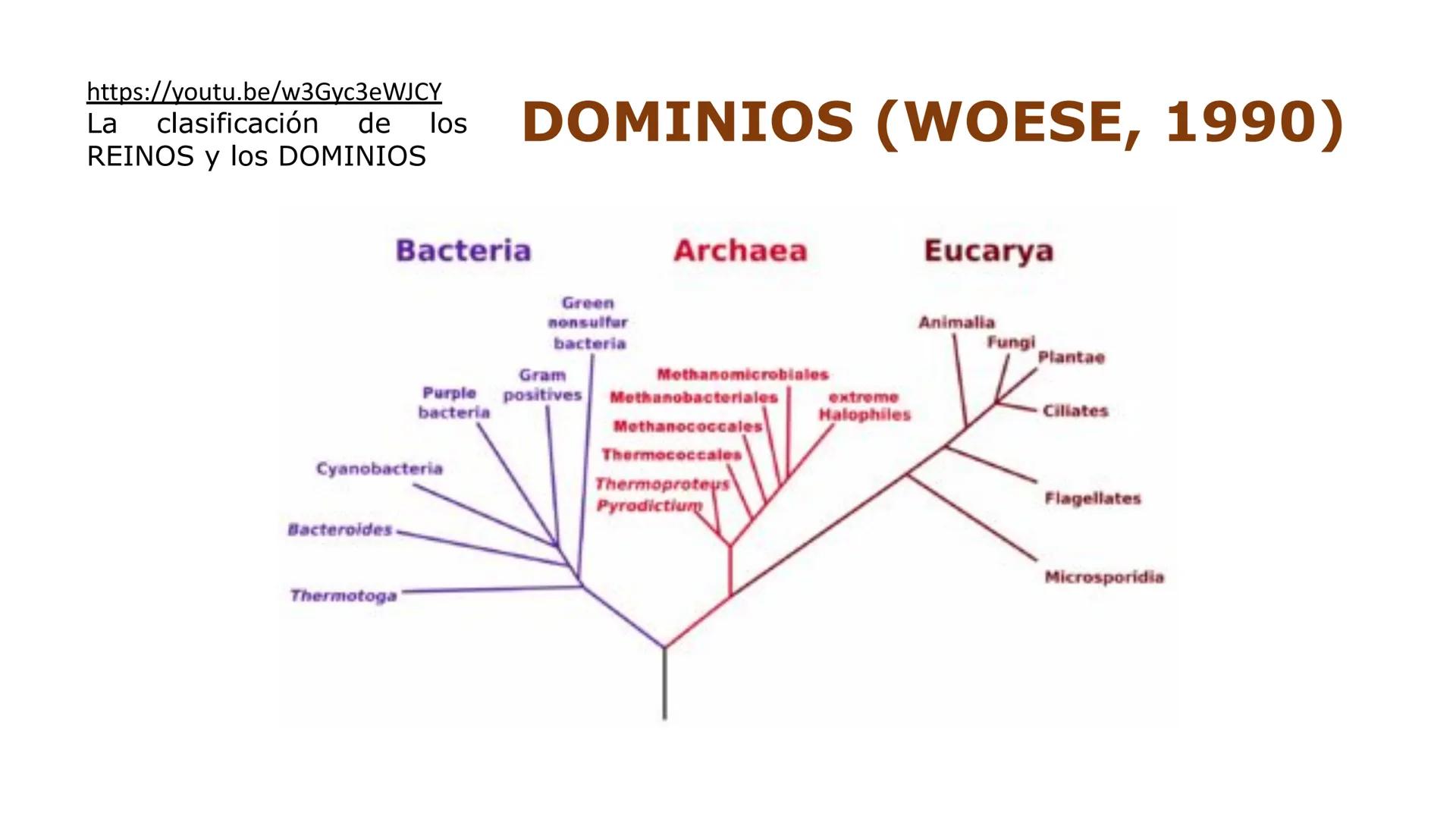 # LA CÉLULA
1. NIVELES DE ORGANIZACIÓN.
2.LA TEORÍA CELULAR Y LOS TIPOS DE ORGANIZACIÓN CELULAR
A/ CÉLULA PROCARIOTA
B/ CÉLULA EUCARIOTA
3.