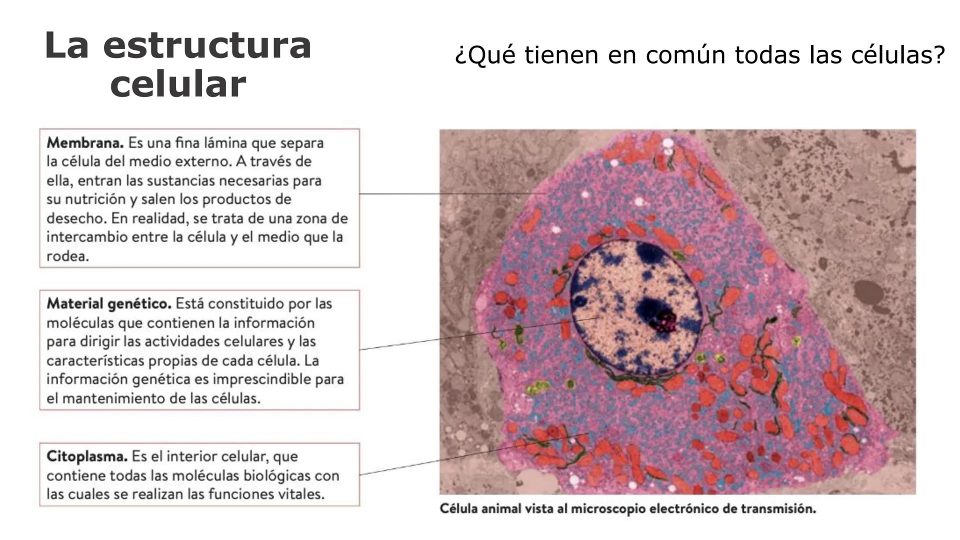 # LA CÉLULA
1. NIVELES DE ORGANIZACIÓN.
2.LA TEORÍA CELULAR Y LOS TIPOS DE ORGANIZACIÓN CELULAR
A/ CÉLULA PROCARIOTA
B/ CÉLULA EUCARIOTA
3.