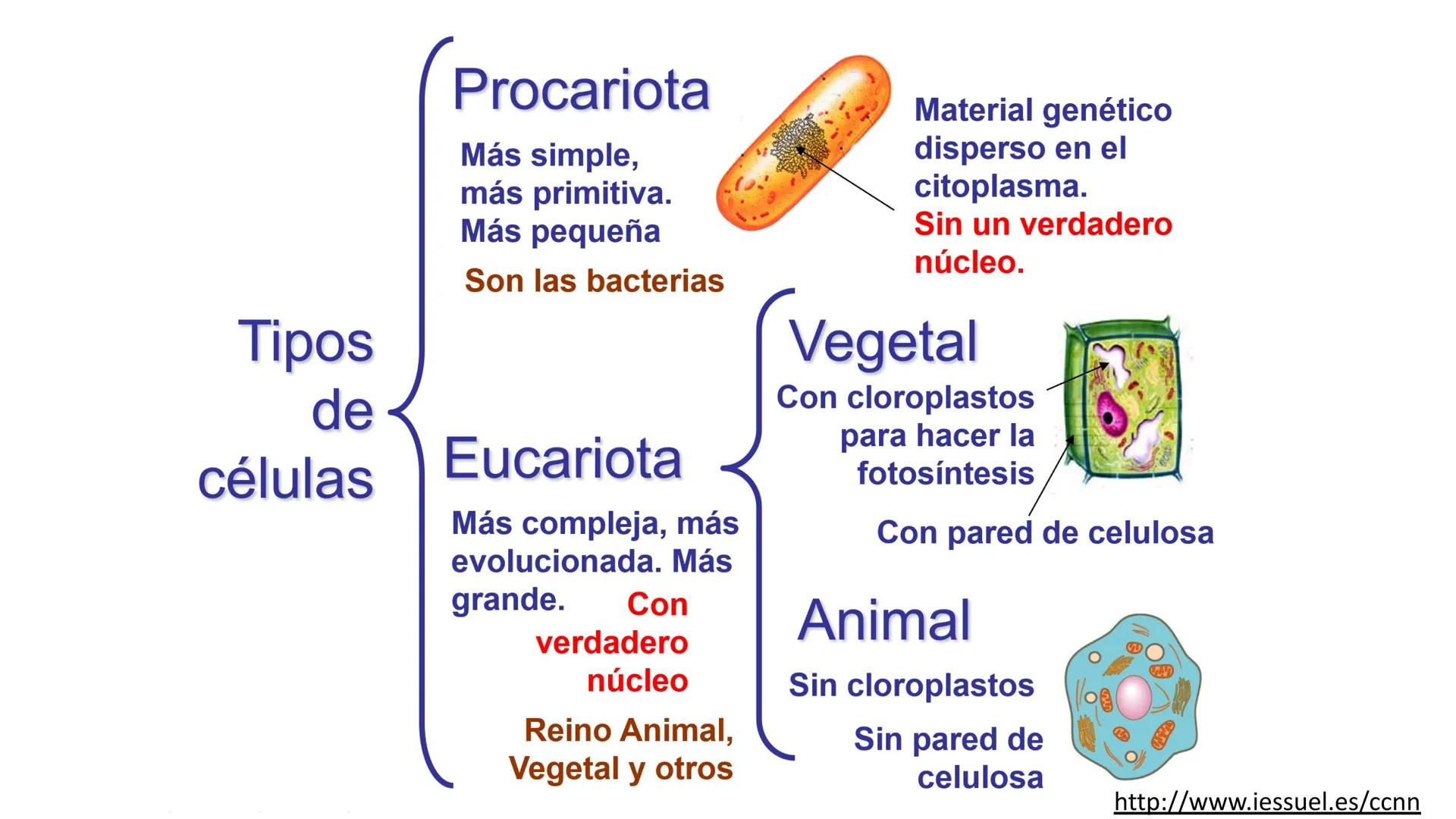 # LA CÉLULA
1. NIVELES DE ORGANIZACIÓN.
2.LA TEORÍA CELULAR Y LOS TIPOS DE ORGANIZACIÓN CELULAR
A/ CÉLULA PROCARIOTA
B/ CÉLULA EUCARIOTA
3.