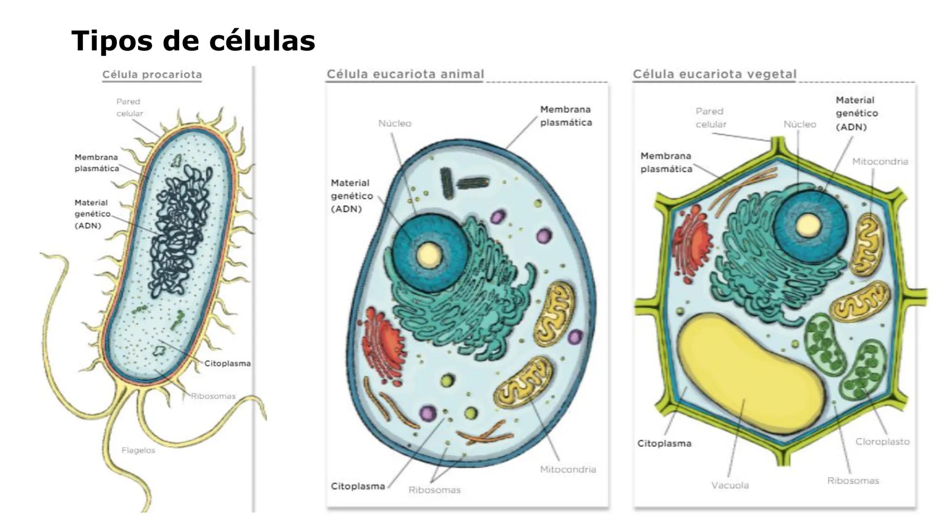 # LA CÉLULA
1. NIVELES DE ORGANIZACIÓN.
2.LA TEORÍA CELULAR Y LOS TIPOS DE ORGANIZACIÓN CELULAR
A/ CÉLULA PROCARIOTA
B/ CÉLULA EUCARIOTA
3.