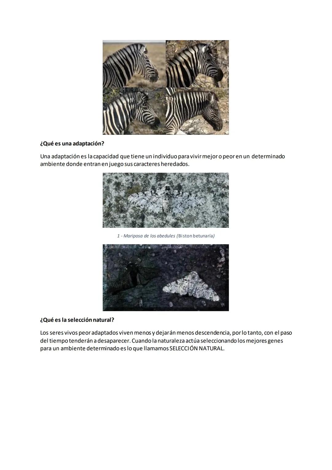 # Evolución de los seres vivos
¿Qué es evolución?
Cambio o transformación gradual de algo.
¿Qué será evolución biológica?
La evolución b