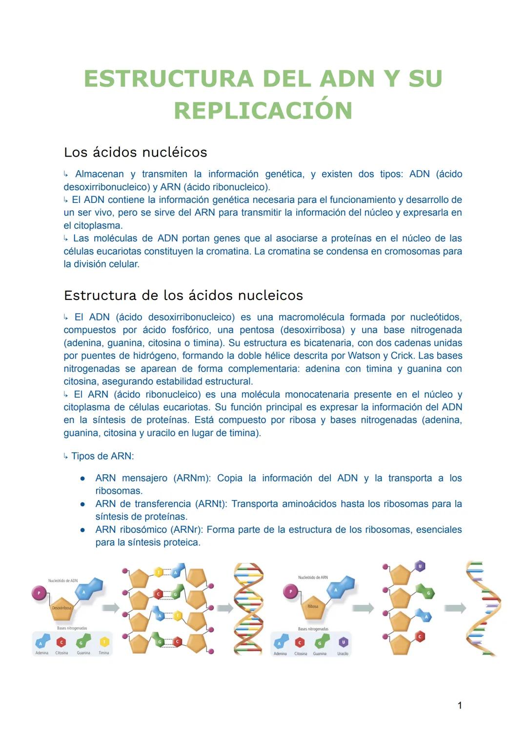 # ESTRUCTURA DEL ADN Y SU
REPLICACIÓN
Los ácidos nucléicos
- Almacenan y transmiten la información genética, y existen dos tipos: ADN (áci