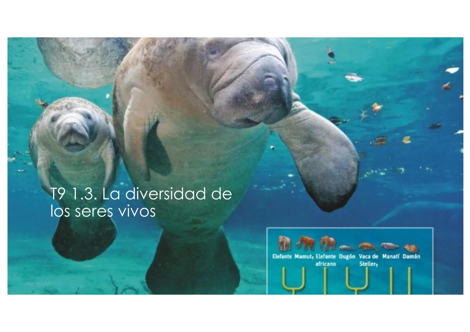 T9 1.3. La diversidad de
los seres vivos
Elefante Mamut, Elefante Dugón Vaca de Manatí Damán
africano
Steller, De nombres y falsos parientes