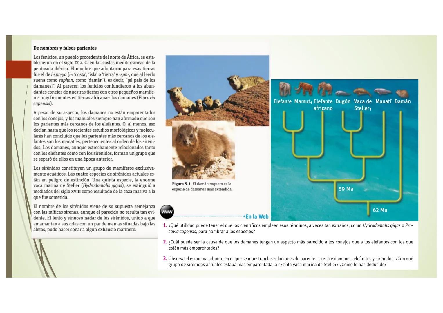 T9 1.3. La diversidad de
los seres vivos
Elefante Mamut, Elefante Dugón Vaca de Manatí Damán
africano
Steller, De nombres y falsos parientes