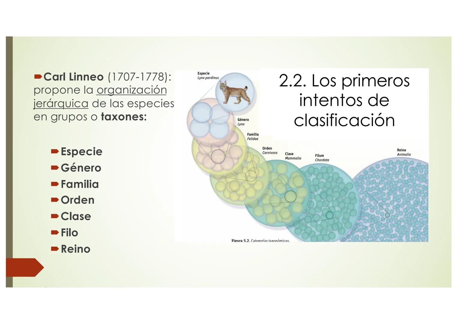 T9 1.3. La diversidad de
los seres vivos
Elefante Mamut, Elefante Dugón Vaca de Manatí Damán
africano
Steller, De nombres y falsos parientes