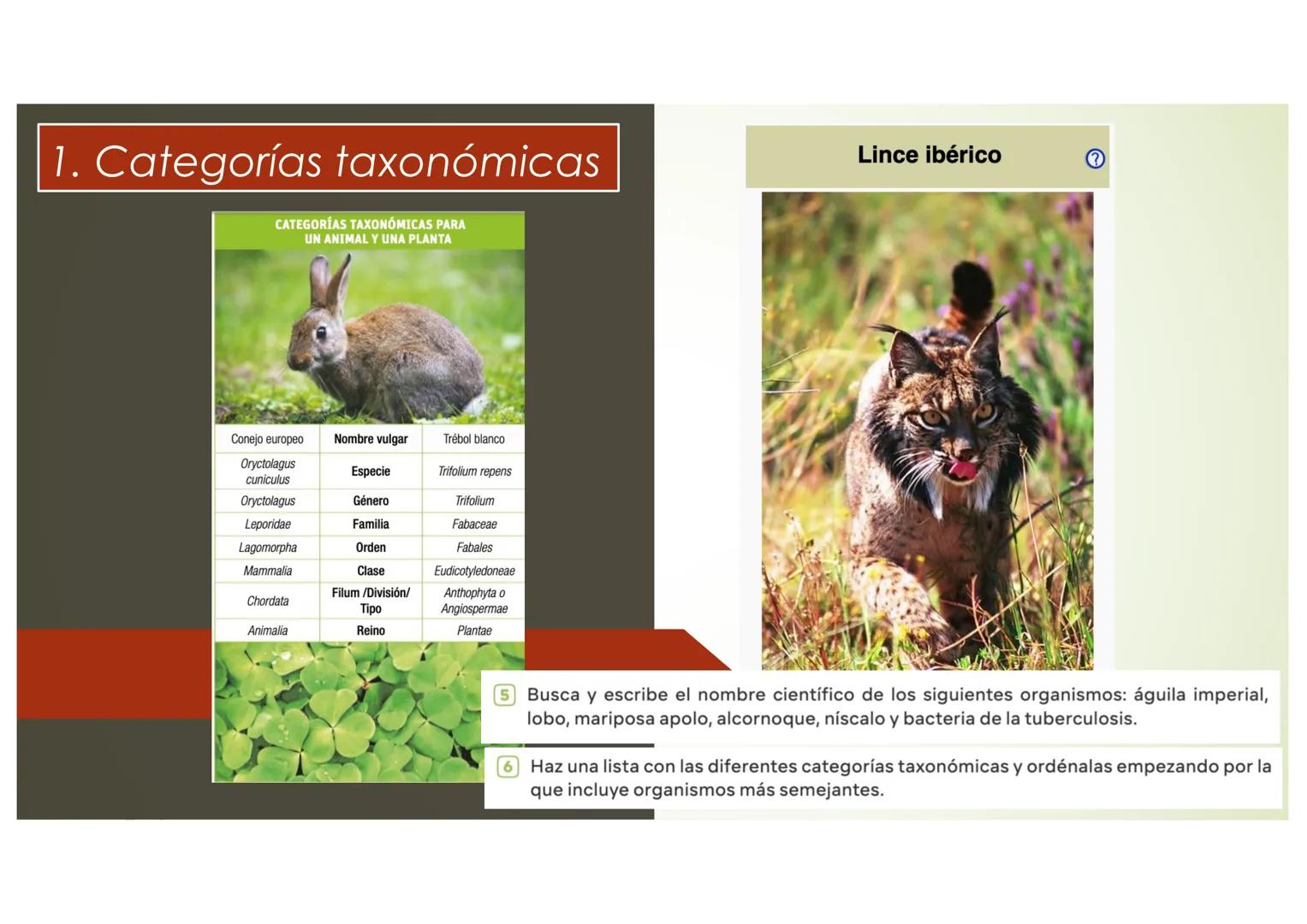 T9 1.3. La diversidad de
los seres vivos
Elefante Mamut, Elefante Dugón Vaca de Manatí Damán
africano
Steller, De nombres y falsos parientes