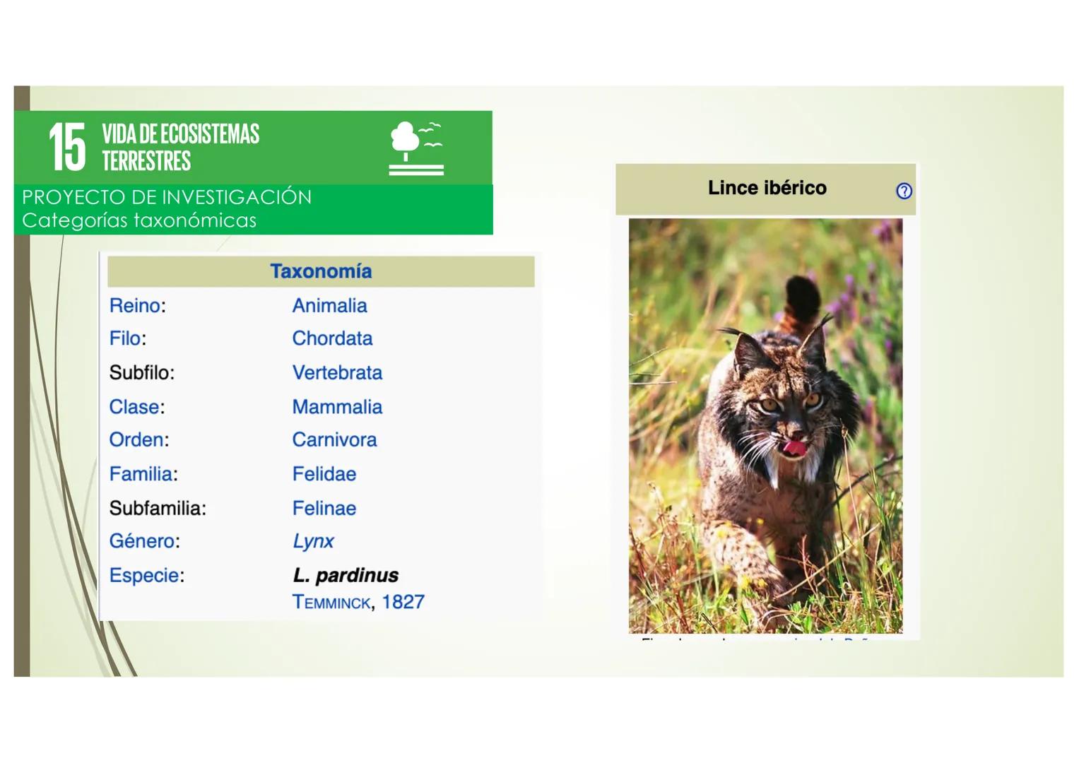 T9 1.3. La diversidad de
los seres vivos
Elefante Mamut, Elefante Dugón Vaca de Manatí Damán
africano
Steller, De nombres y falsos parientes