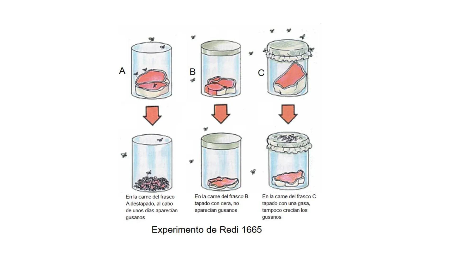 # ORIGEN Y EVOLUCIÓN
# DE LOS SERES VIVOS El origen de la vida Hipótesis sobre
el origen de la
vida
Creacionismo
Experimento de Redi
Generac