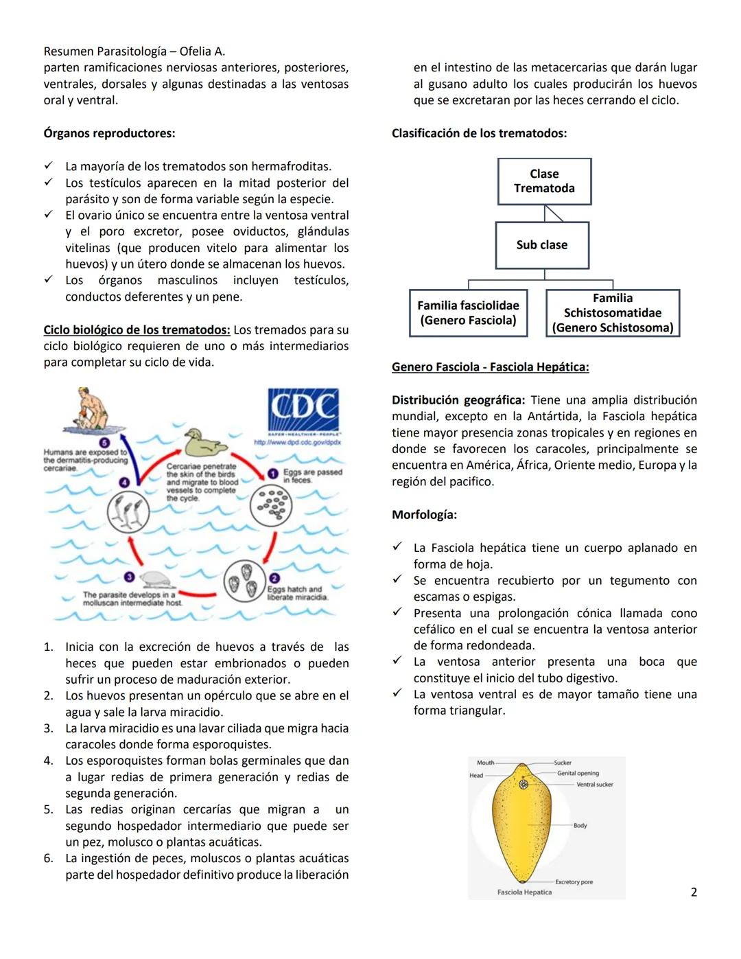 Resumen Parasitología - Ofelia A.
TEMA 10- PHYLUM PLATYHELMINTHES
Los Phylum Platyhelminthes son metazoo que poseen un
cuerpo alargado, apl