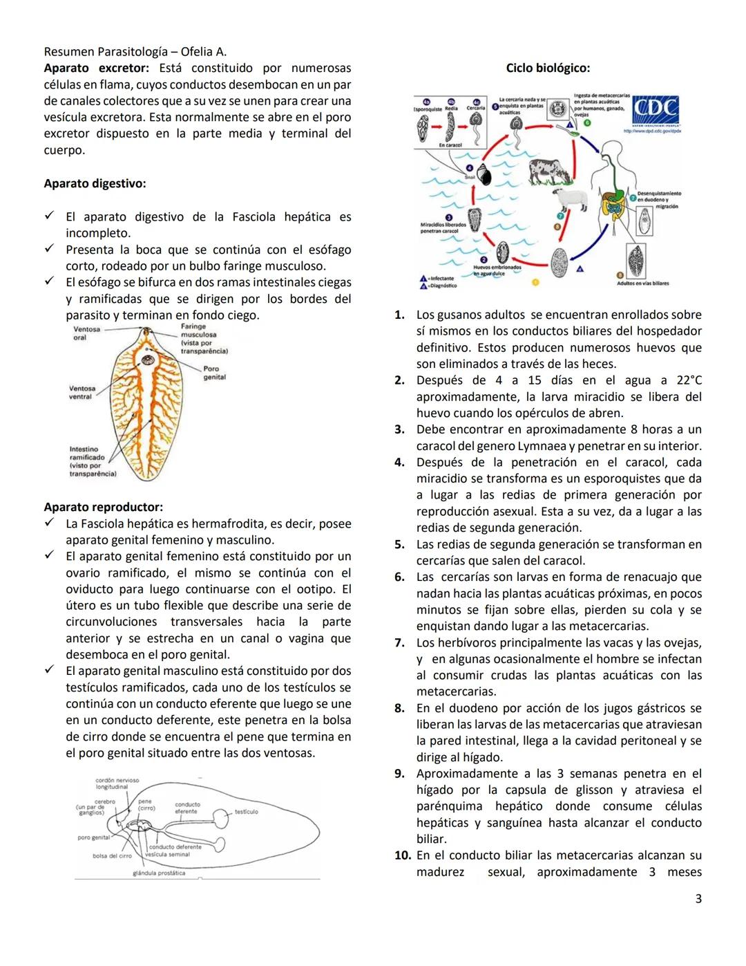 Resumen Parasitología - Ofelia A.
TEMA 10- PHYLUM PLATYHELMINTHES
Los Phylum Platyhelminthes son metazoo que poseen un
cuerpo alargado, apl