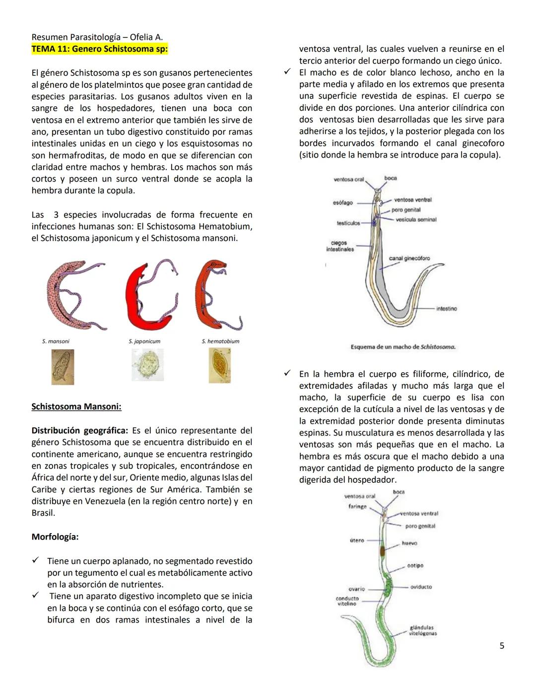 Resumen Parasitología - Ofelia A.
TEMA 10- PHYLUM PLATYHELMINTHES
Los Phylum Platyhelminthes son metazoo que poseen un
cuerpo alargado, apl