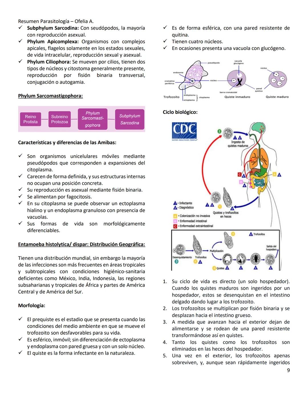 Resumen Parasitología - Ofelia A.
TEMA 10- PHYLUM PLATYHELMINTHES
Los Phylum Platyhelminthes son metazoo que poseen un
cuerpo alargado, apl