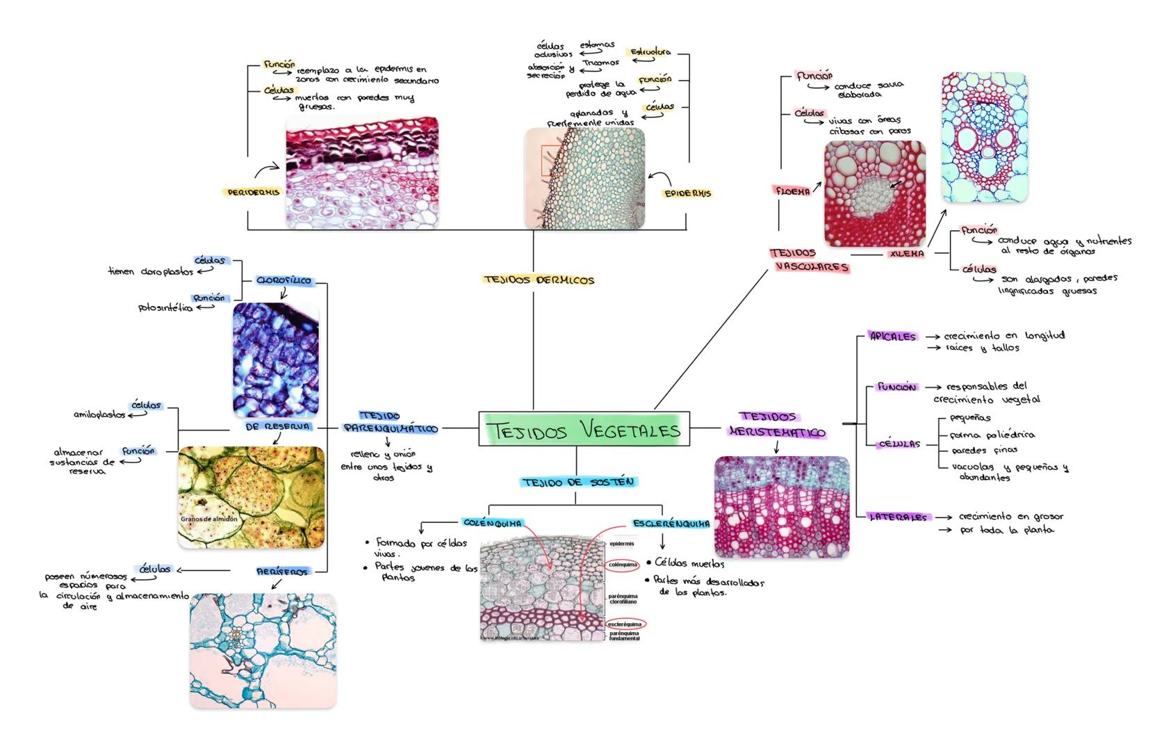Función
reemplazo a la epidermis en
zonas con crecimiento secundarno
•Celulas muertas con poredes muy
gruesas.
PERIDERMIS
células estomas