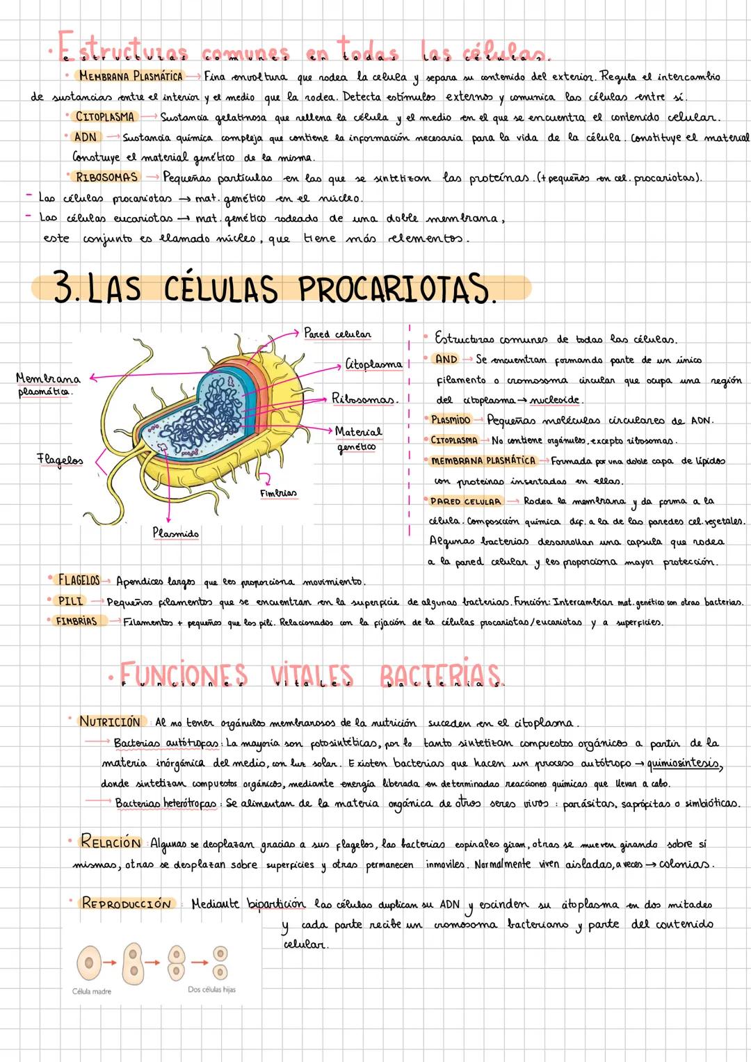 X
# 1. NIVELES DE ORGANİZACIÓN.
ABLÓTICOS (sin Mda
1 Nivel subatómico (pt,e; n')
2 Nivel atómico. (C,H,N,P,O,S) (calcio)
sencillas (1,0)