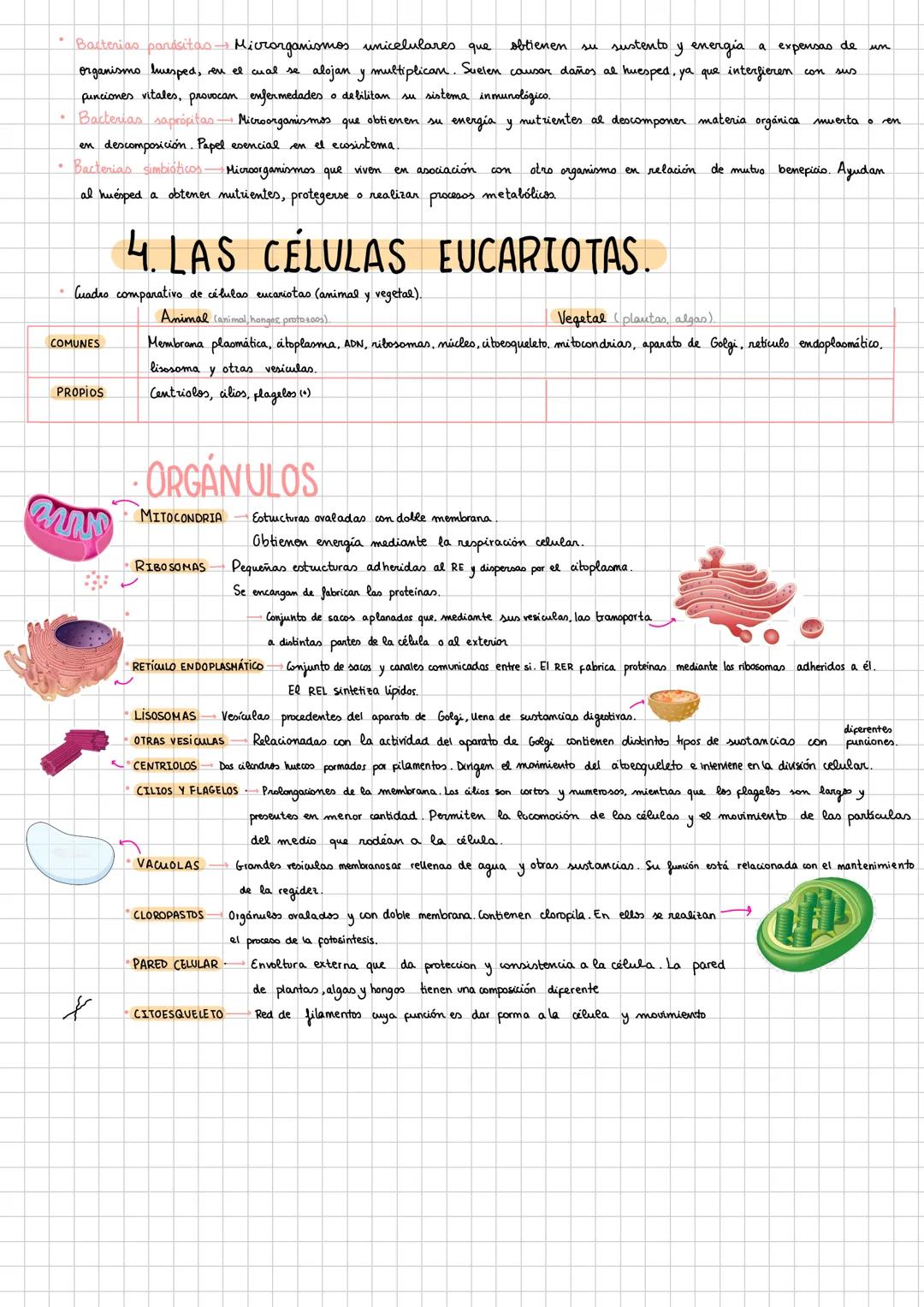 X
# 1. NIVELES DE ORGANİZACIÓN.
ABLÓTICOS (sin Mda
1 Nivel subatómico (pt,e; n')
2 Nivel atómico. (C,H,N,P,O,S) (calcio)
sencillas (1,0)