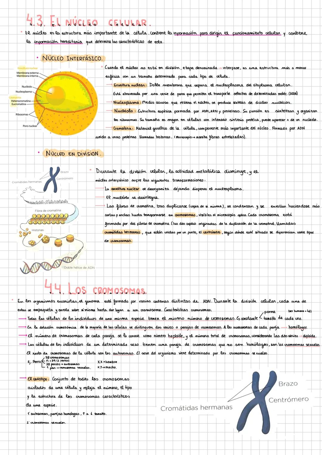 X
# 1. NIVELES DE ORGANİZACIÓN.
ABLÓTICOS (sin Mda
1 Nivel subatómico (pt,e; n')
2 Nivel atómico. (C,H,N,P,O,S) (calcio)
sencillas (1,0)