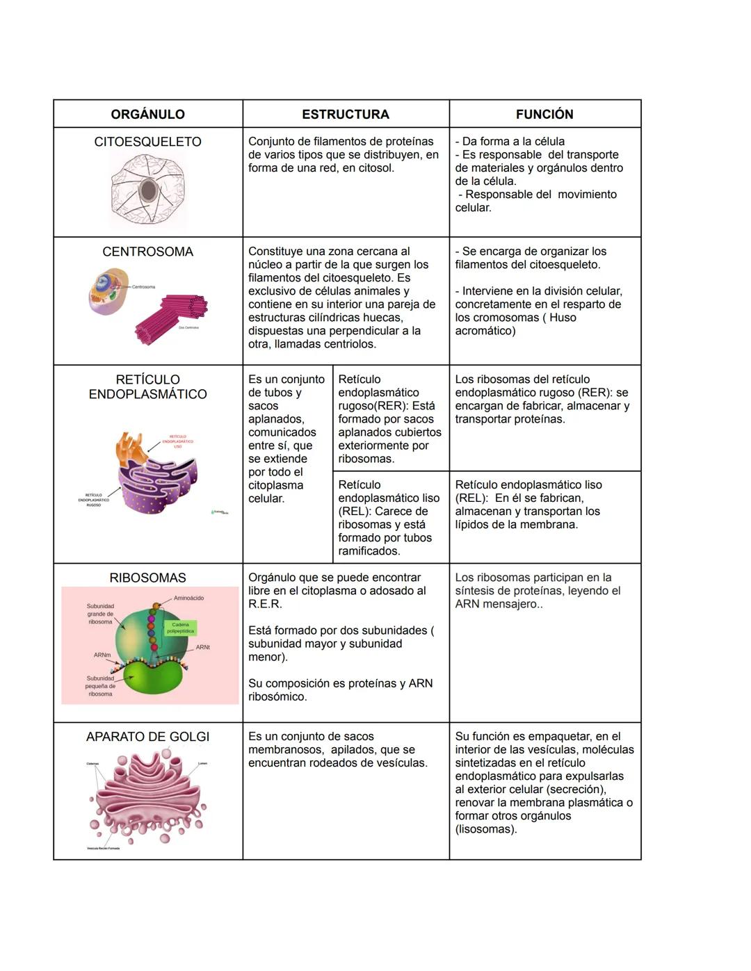 # ORGÁNULO
CITOESQUELETO
ESTRUCTURA
Conjunto de filamentos de proteínas
de varios tipos que se distribuyen, en
forma de una red, en citos