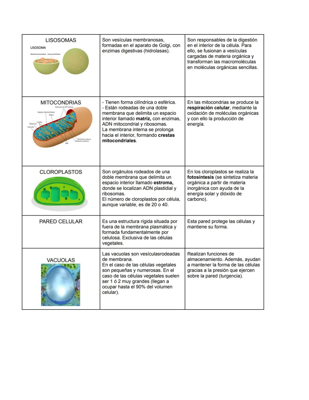 # ORGÁNULO
CITOESQUELETO
ESTRUCTURA
Conjunto de filamentos de proteínas
de varios tipos que se distribuyen, en
forma de una red, en citos
