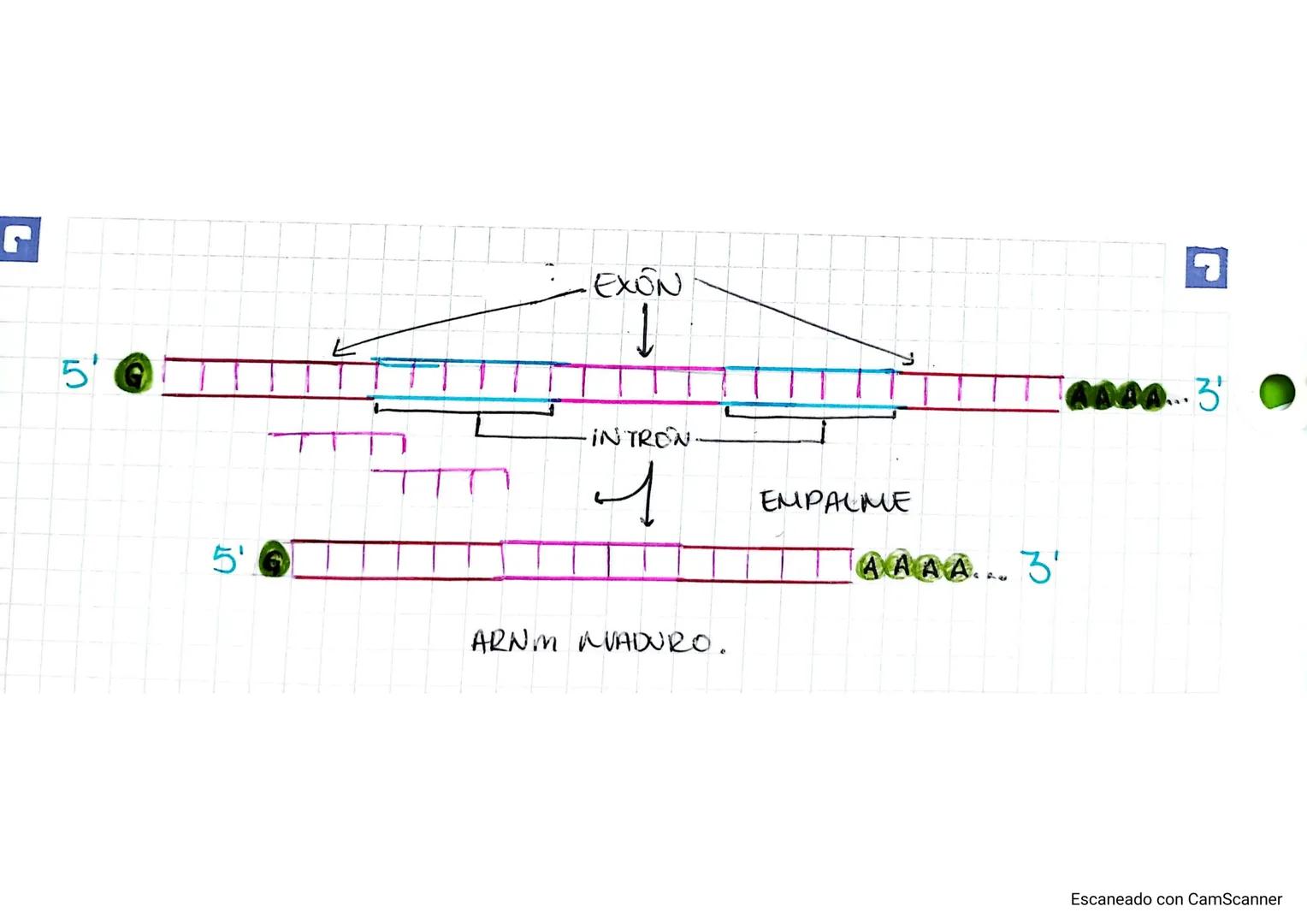 22/10/2024.
TEMA 2
GENETICA
INDICE
1. Los ácidos nucleoicos.
Al composición y estructura de los ácidos nucleica....
1.2. AON.
13 EL ARN
2.