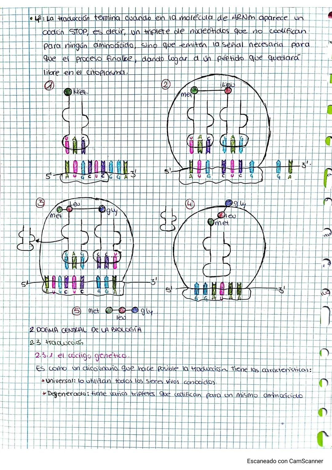 22/10/2024.
TEMA 2
GENETICA
INDICE
1. Los ácidos nucleoicos.
Al composición y estructura de los ácidos nucleica....
1.2. AON.
13 EL ARN
2.