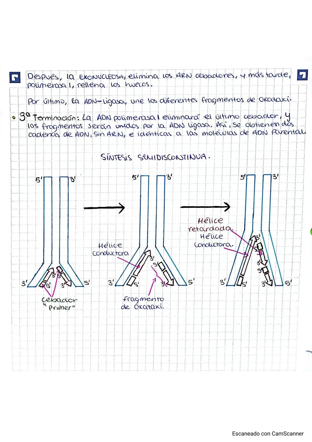 22/10/2024.
TEMA 2
GENETICA
INDICE
1. Los ácidos nucleoicos.
Al composición y estructura de los ácidos nucleica....
1.2. AON.
13 EL ARN
2.