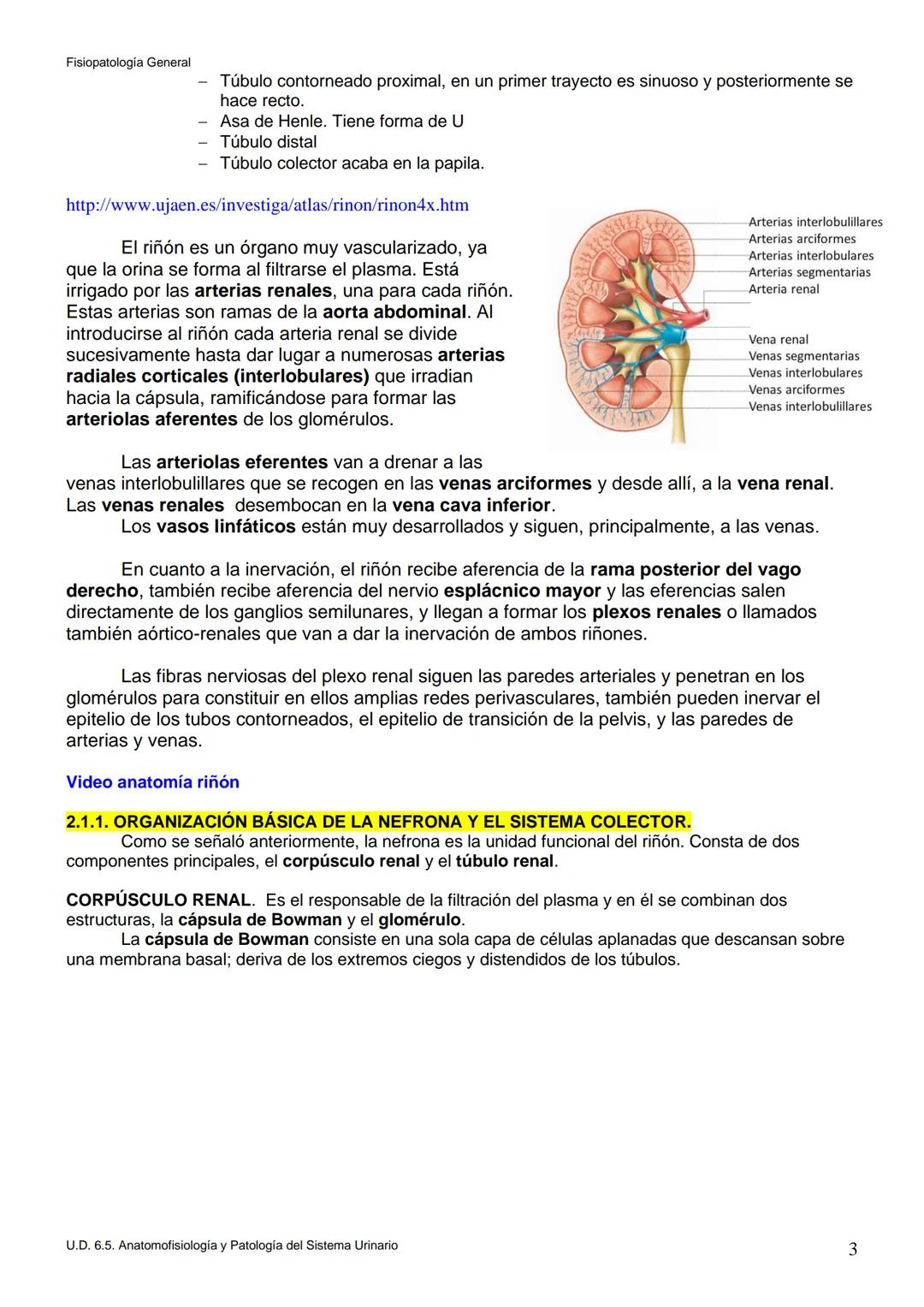 Fisiopatología General
UT. 6_U.D. 6.5. ANATOMOFISIOLOGÍA Y PATOLOGÍA DEL SISTEMA URINARIO.
Índice
1. Introducción.
2. Anatomía del sistema