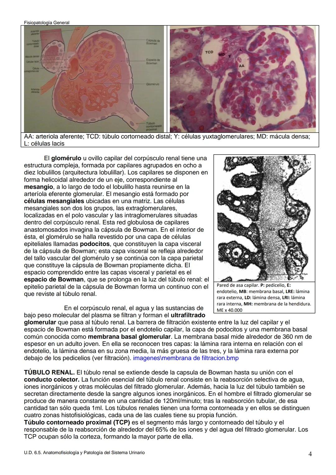Fisiopatología General
UT. 6_U.D. 6.5. ANATOMOFISIOLOGÍA Y PATOLOGÍA DEL SISTEMA URINARIO.
Índice
1. Introducción.
2. Anatomía del sistema