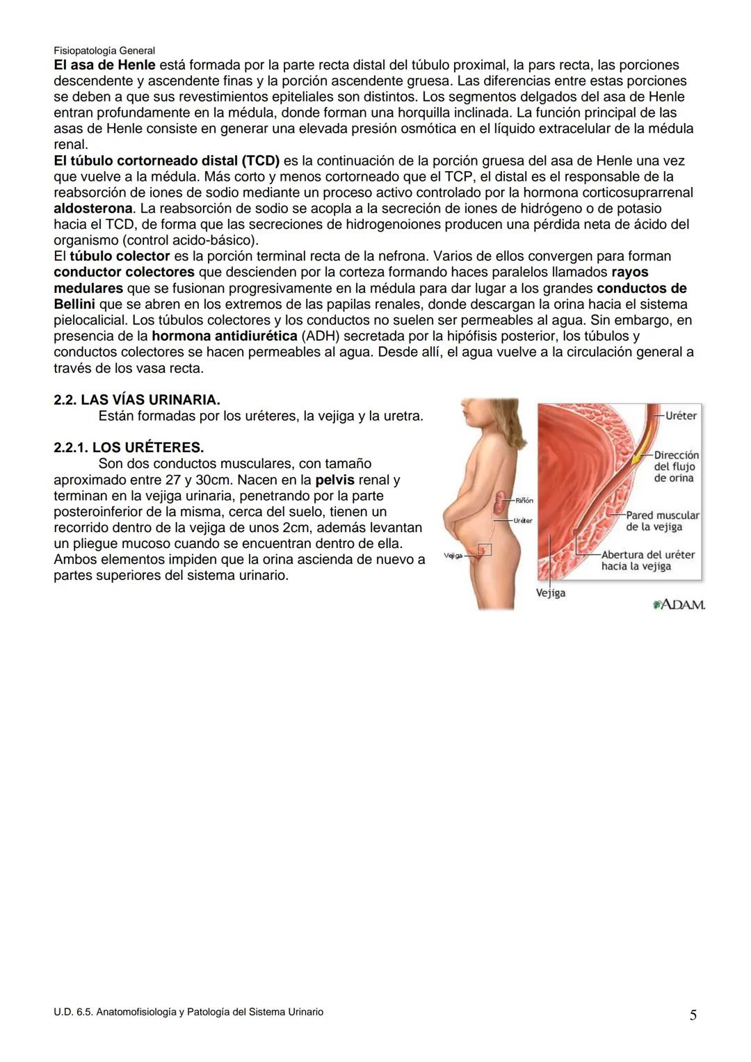 Fisiopatología General
UT. 6_U.D. 6.5. ANATOMOFISIOLOGÍA Y PATOLOGÍA DEL SISTEMA URINARIO.
Índice
1. Introducción.
2. Anatomía del sistema
