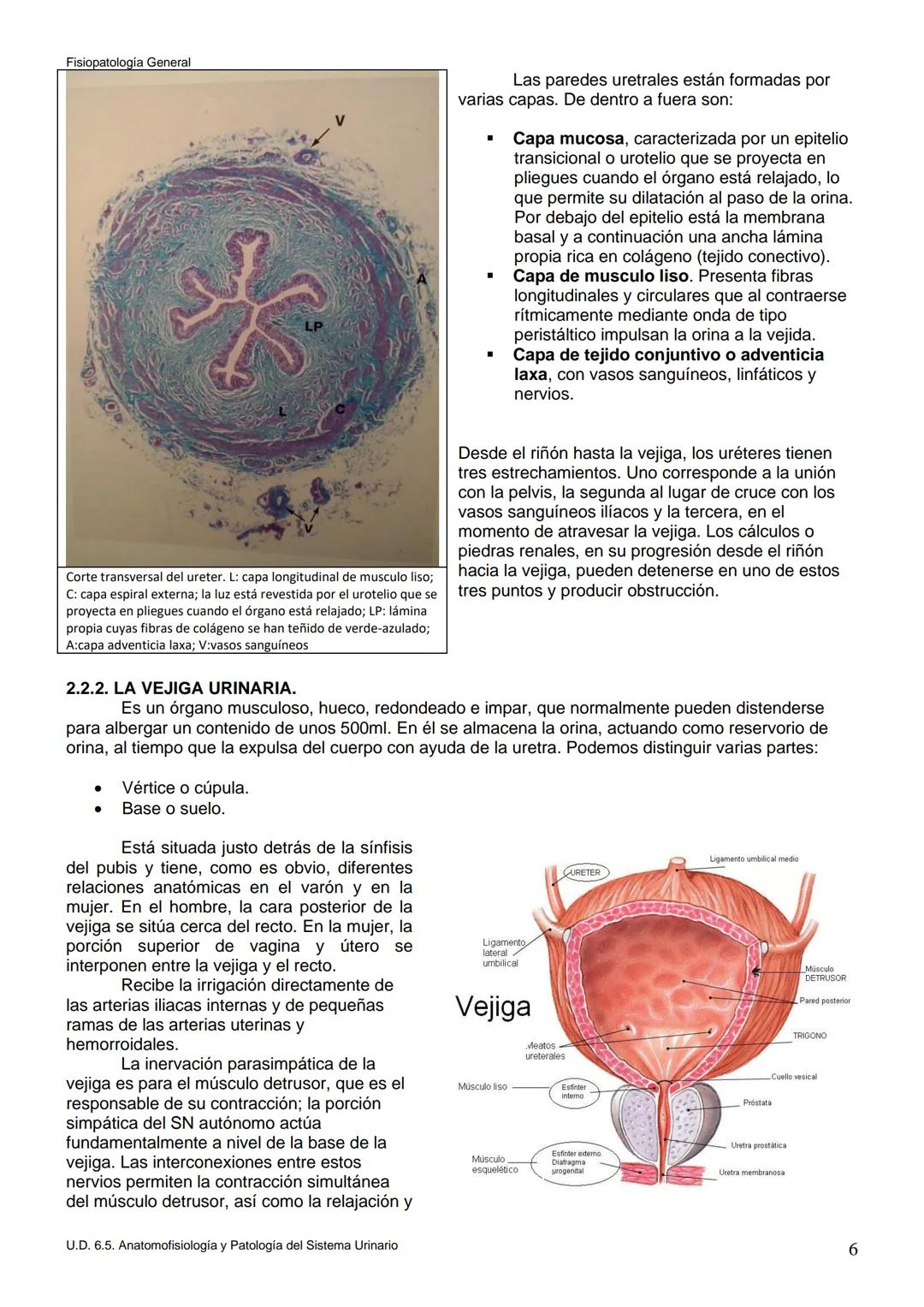 Fisiopatología General
UT. 6_U.D. 6.5. ANATOMOFISIOLOGÍA Y PATOLOGÍA DEL SISTEMA URINARIO.
Índice
1. Introducción.
2. Anatomía del sistema