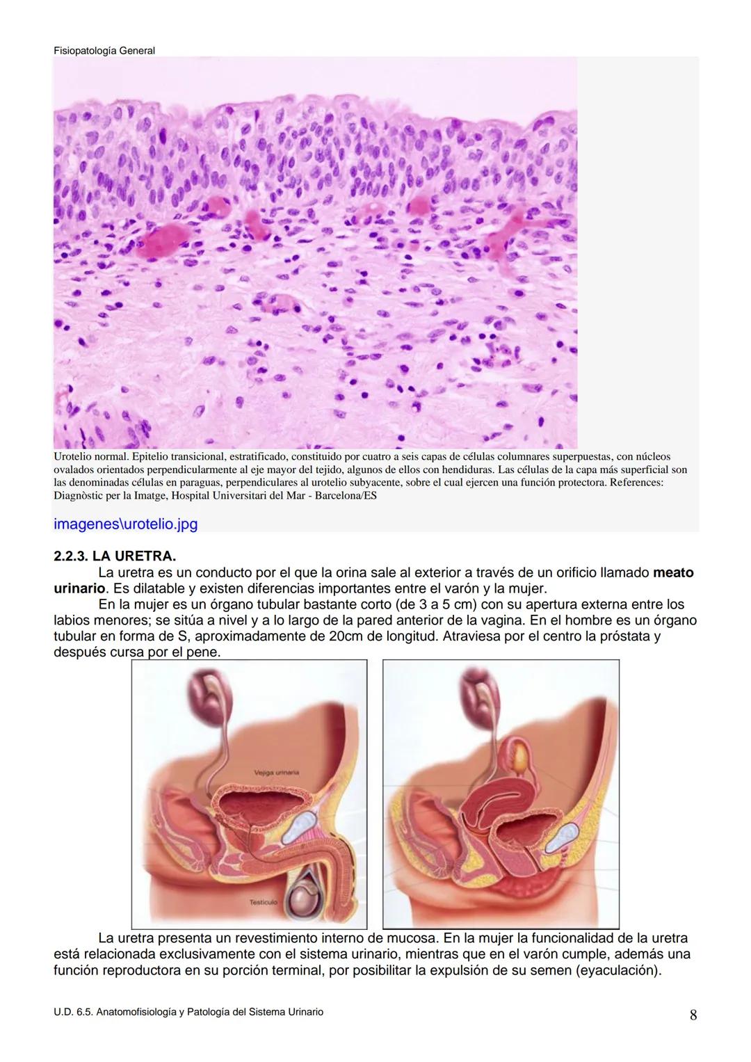 Fisiopatología General
UT. 6_U.D. 6.5. ANATOMOFISIOLOGÍA Y PATOLOGÍA DEL SISTEMA URINARIO.
Índice
1. Introducción.
2. Anatomía del sistema
