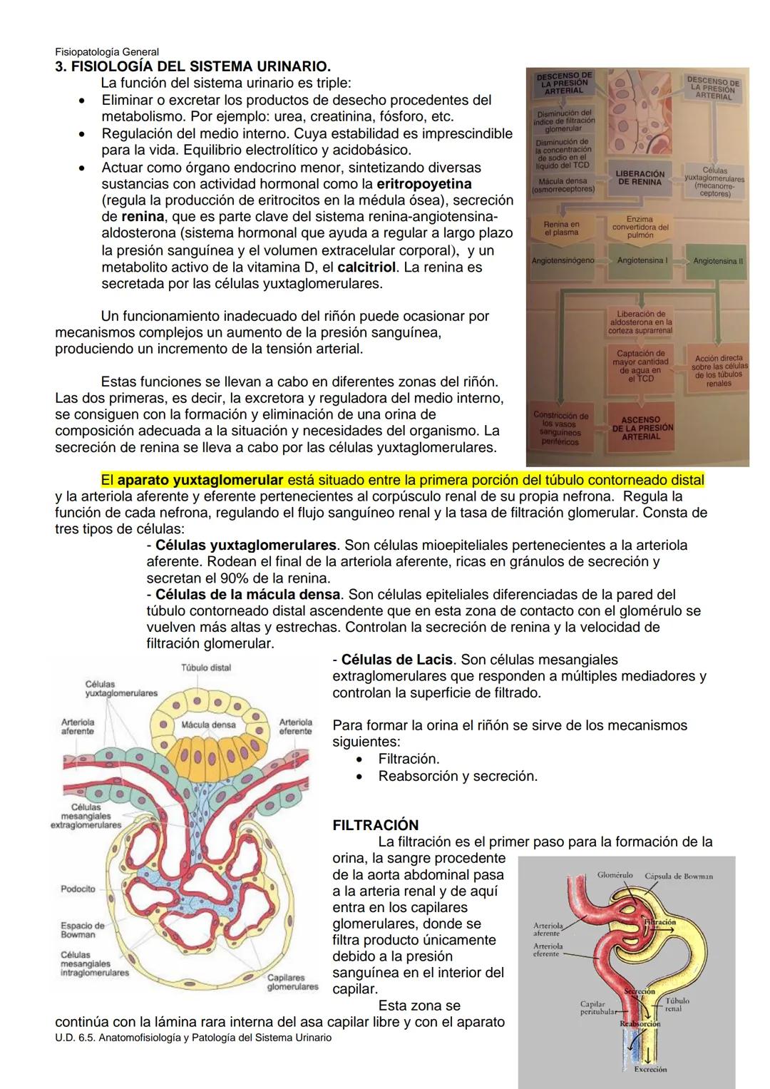 Fisiopatología General
UT. 6_U.D. 6.5. ANATOMOFISIOLOGÍA Y PATOLOGÍA DEL SISTEMA URINARIO.
Índice
1. Introducción.
2. Anatomía del sistema