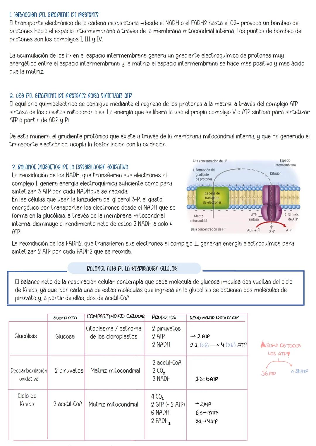 Tema 10:
Metabolismo:
Catabolismo
İndice:
1 Nutrición celular y metabolismo
2. Catabolismo
3 Catabolismo de los glúcidos
3.1 Catabolis