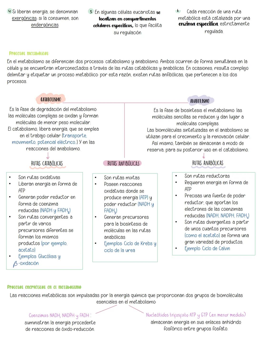 Tema 10:
Metabolismo:
Catabolismo
İndice:
1 Nutrición celular y metabolismo
2. Catabolismo
3 Catabolismo de los glúcidos
3.1 Catabolis