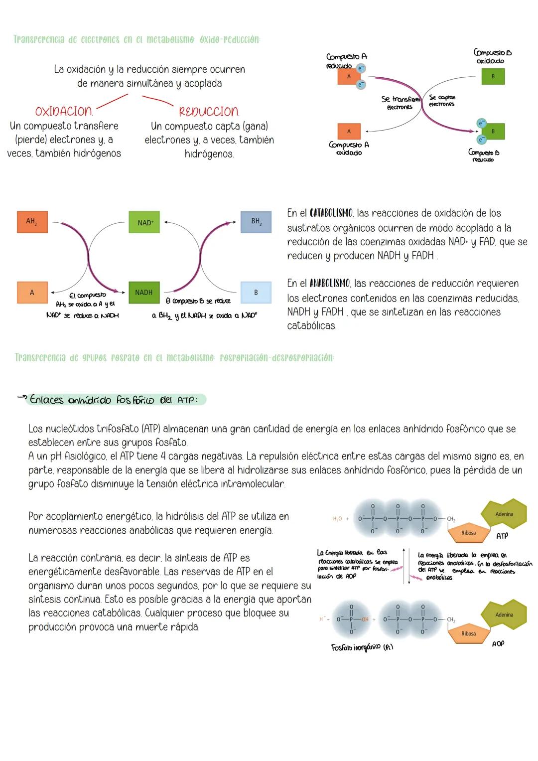Tema 10:
Metabolismo:
Catabolismo
İndice:
1 Nutrición celular y metabolismo
2. Catabolismo
3 Catabolismo de los glúcidos
3.1 Catabolis