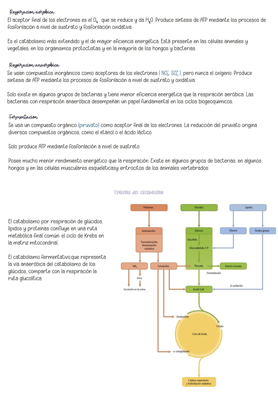 Tema 10:
Metabolismo:
Catabolismo
İndice:
1 Nutrición celular y metabolismo
2. Catabolismo
3 Catabolismo de los glúcidos
3.1 Catabolis