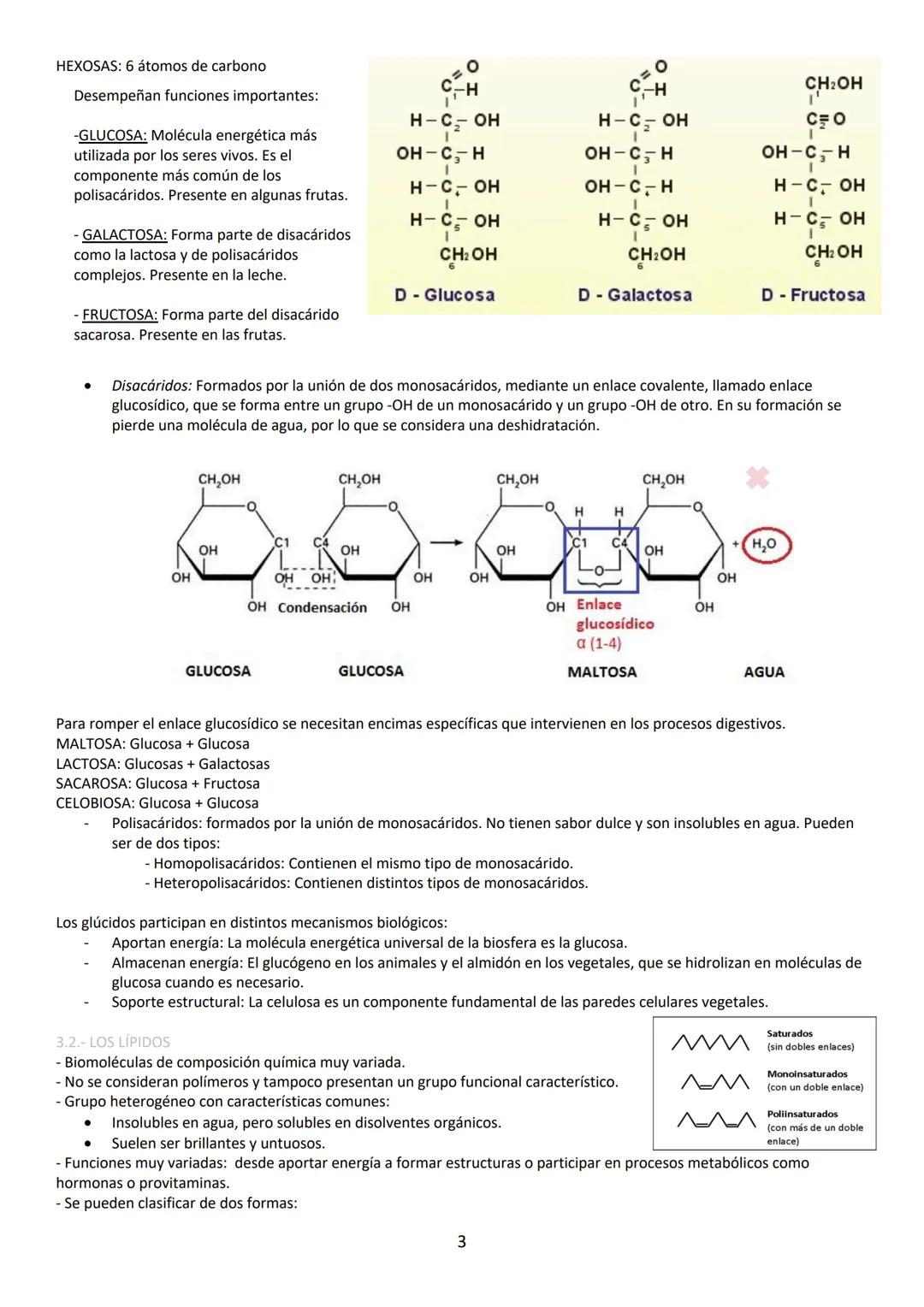 A pesar de ser eléctricamente neutra, la molécula de agua tiene carácter dipolar lo que favorece la interacción entre
moléculas de agua form