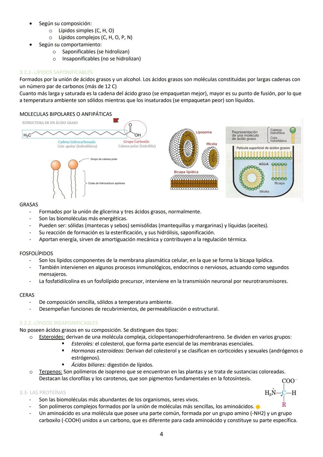 A pesar de ser eléctricamente neutra, la molécula de agua tiene carácter dipolar lo que favorece la interacción entre
moléculas de agua form