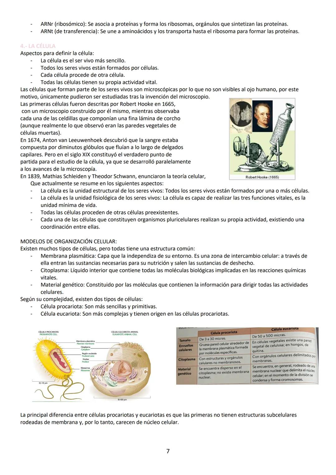 A pesar de ser eléctricamente neutra, la molécula de agua tiene carácter dipolar lo que favorece la interacción entre
moléculas de agua form