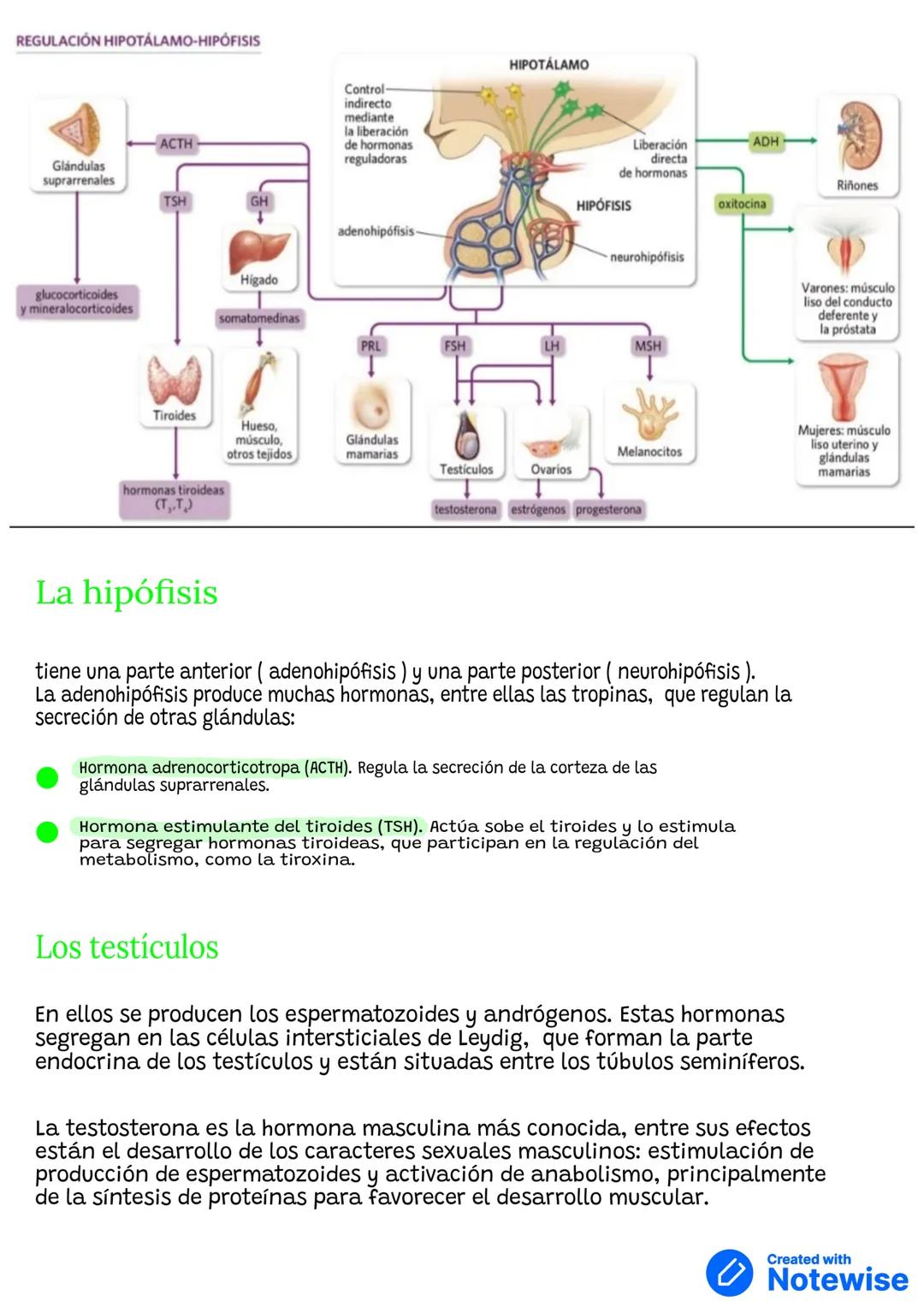 # SISTEMA ENDOCRINO
COORDINACION
HORMONA
• SUSTANCIAS QUÍMICAS
hormonas
Producidas por:
glándulas endocrinas
.Características:
actúan e